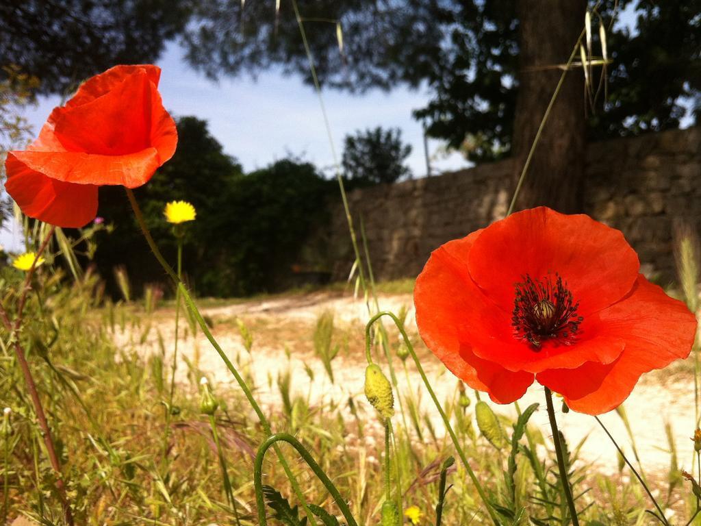 Apartmán I Giardini Di Pomona Cisternino Exteriér fotografie